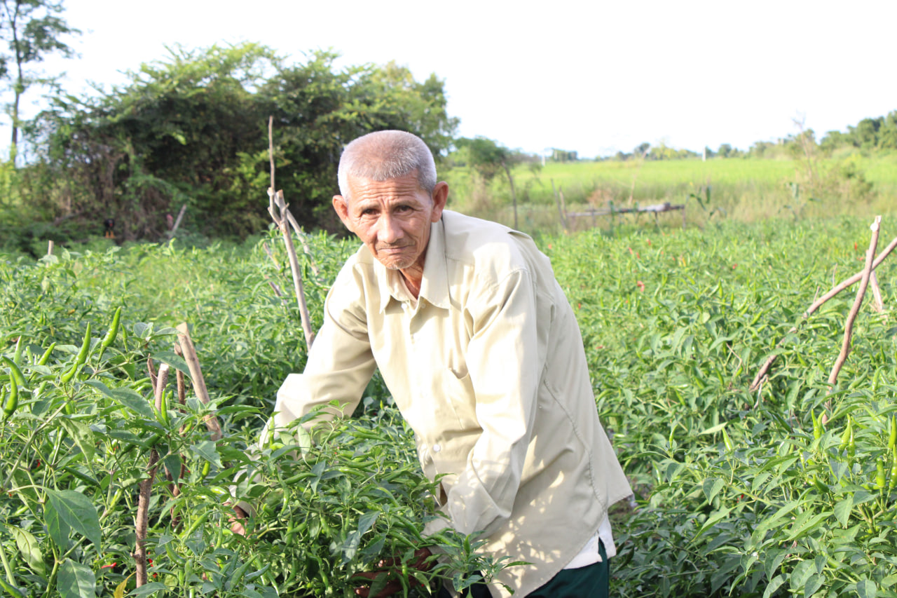 Huy Sengyi, Chili Farmer